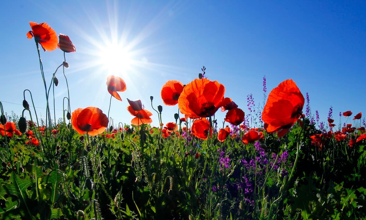 The Tall and Short Poppy Perspective: What We Can Learn from the US Mentality